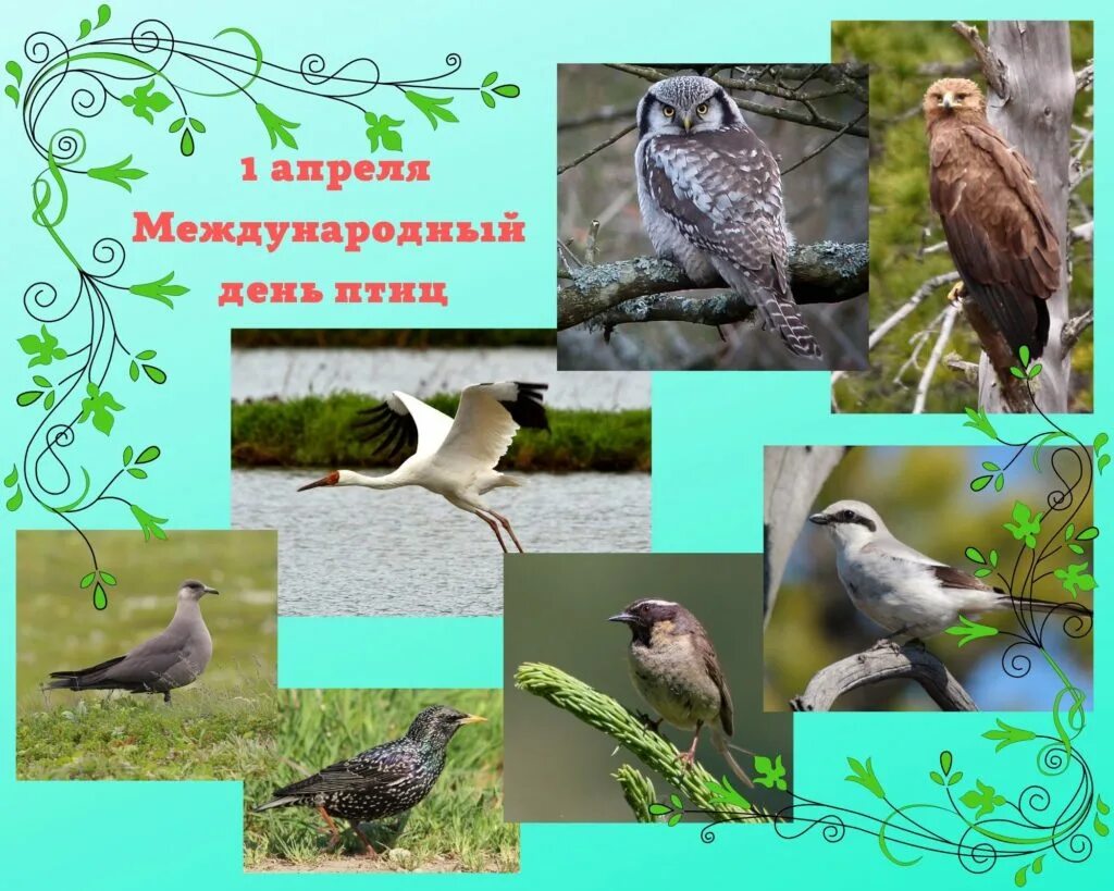 Международный день птиц отмечается 1 апреля. Международный день птиц. 1 Апреля Международный день птиц. 1 Апреля день птиц фото. Апрель 1 апреля – Международный день птиц..
