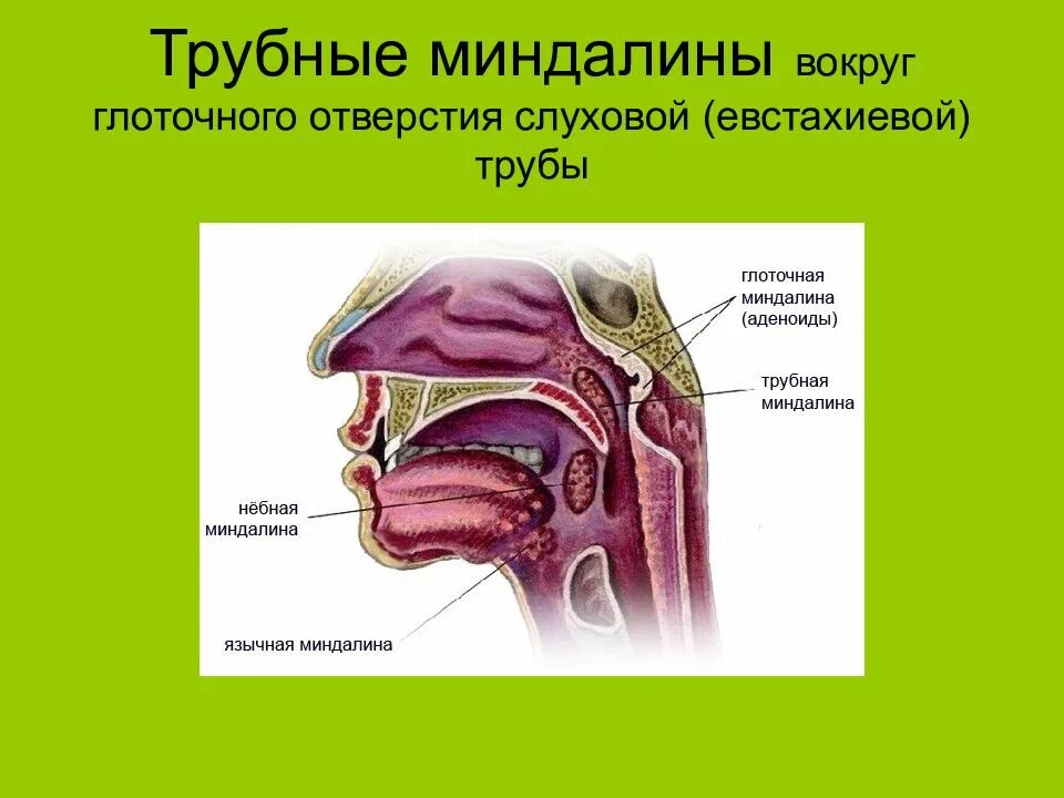 Миндалины кольца Пирогова Вальдейера. Лимфоэпителиальное кольцо Пирогова-Вальдейера. Глоточное отверстие слуховой трубы анатомия. Строение носоглотки гланды. Валики глотки