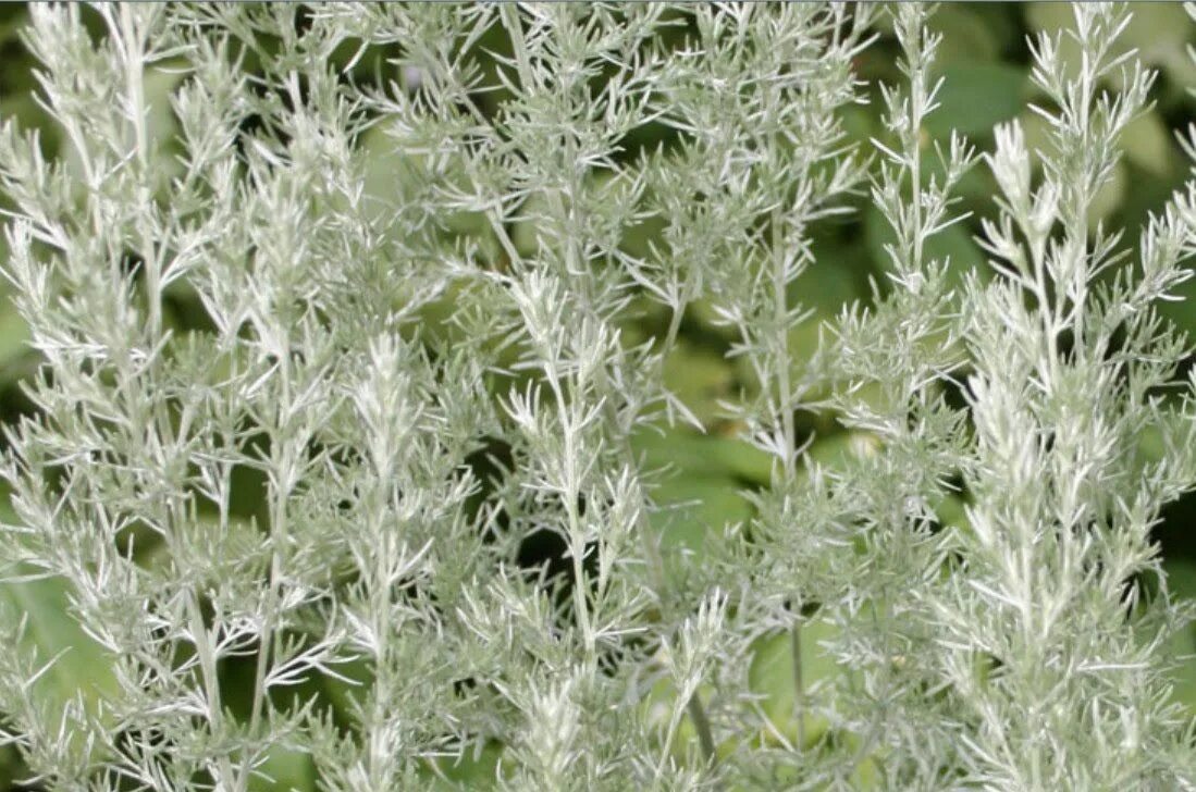 Полынь горькая (Artemisia absinthium). Жусан Полынь. Полынь двудомная Полынь горькая. Полынь горькая чернобыльник. У полыни запах легок и прян