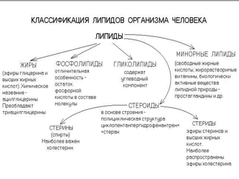 Углеводы липиды строение. Классификация липидов биология 10 класс. Общая характеристика липидов. Структура, классификация, функции липидов. Классификация липидов с формулами.