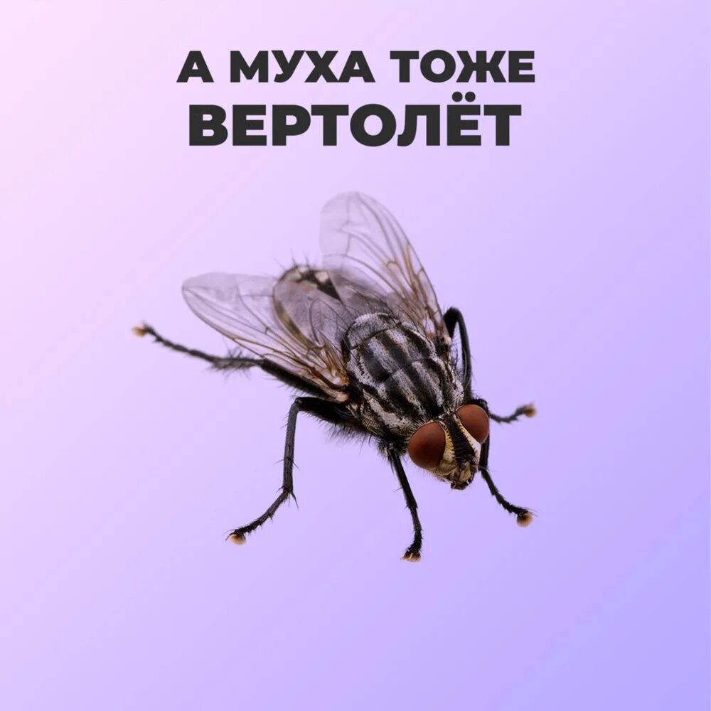 А Муха тоже вертолет. А Муха тоже вертолёт но без коробки передач. Муха вертолет. FV ve[f NJ;T dthnjktn. Музыка тоже вертолет