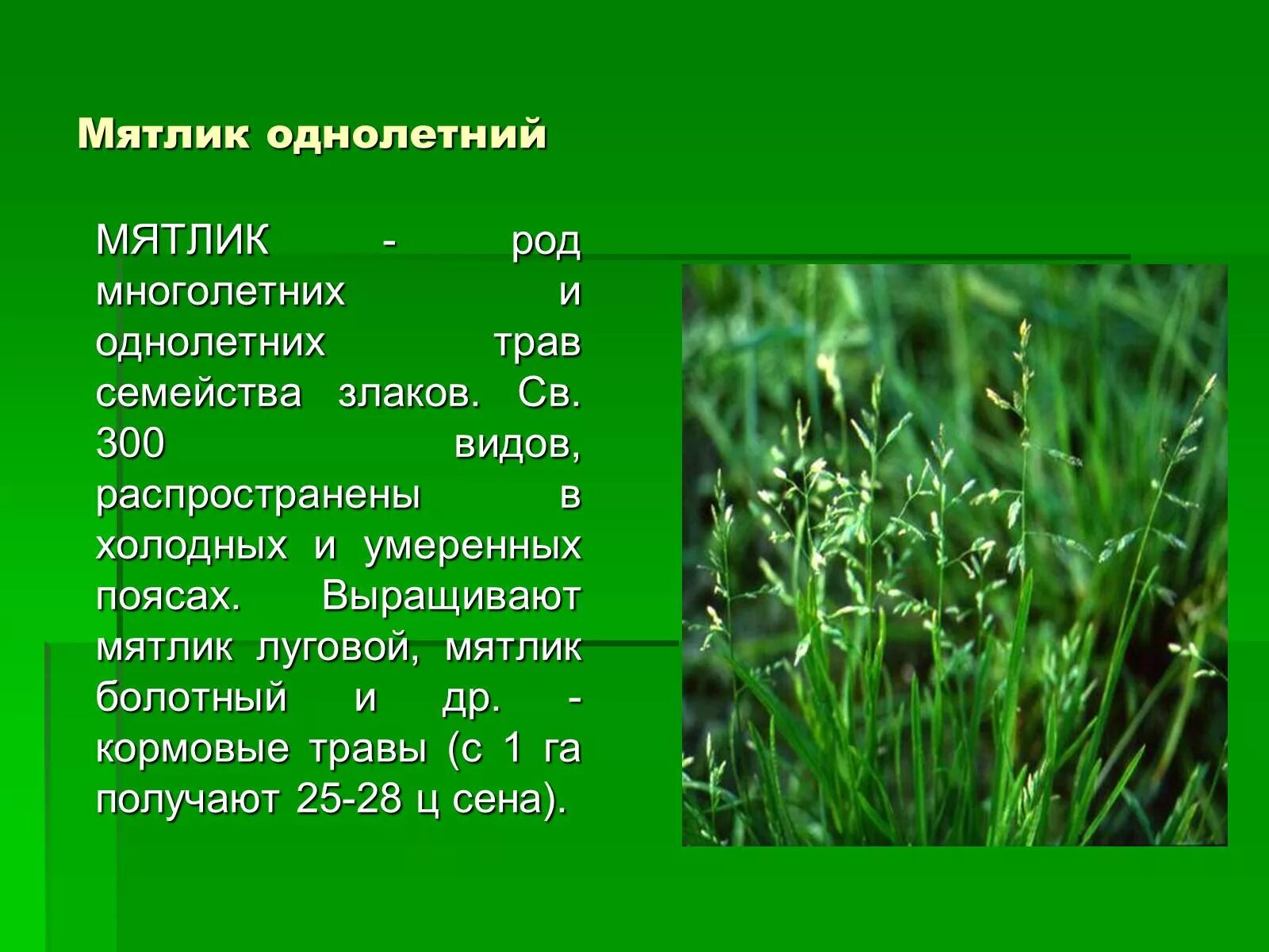 Мятлик однолетний. Мятлик луговой тип облиственности. Мятлик бульбоносный. Мятлик луговой (poa pratensis). Мятлик бульбоносный.