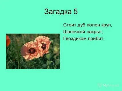 Загадка стоит гора в ней дыра