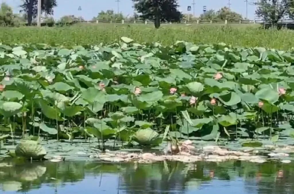 Поселок тумак астраханская область. Подслушано в тумаке астраханской области. Астраханская область володарский район село тумак. Астраханская область володарский район село тумак. Тумак.