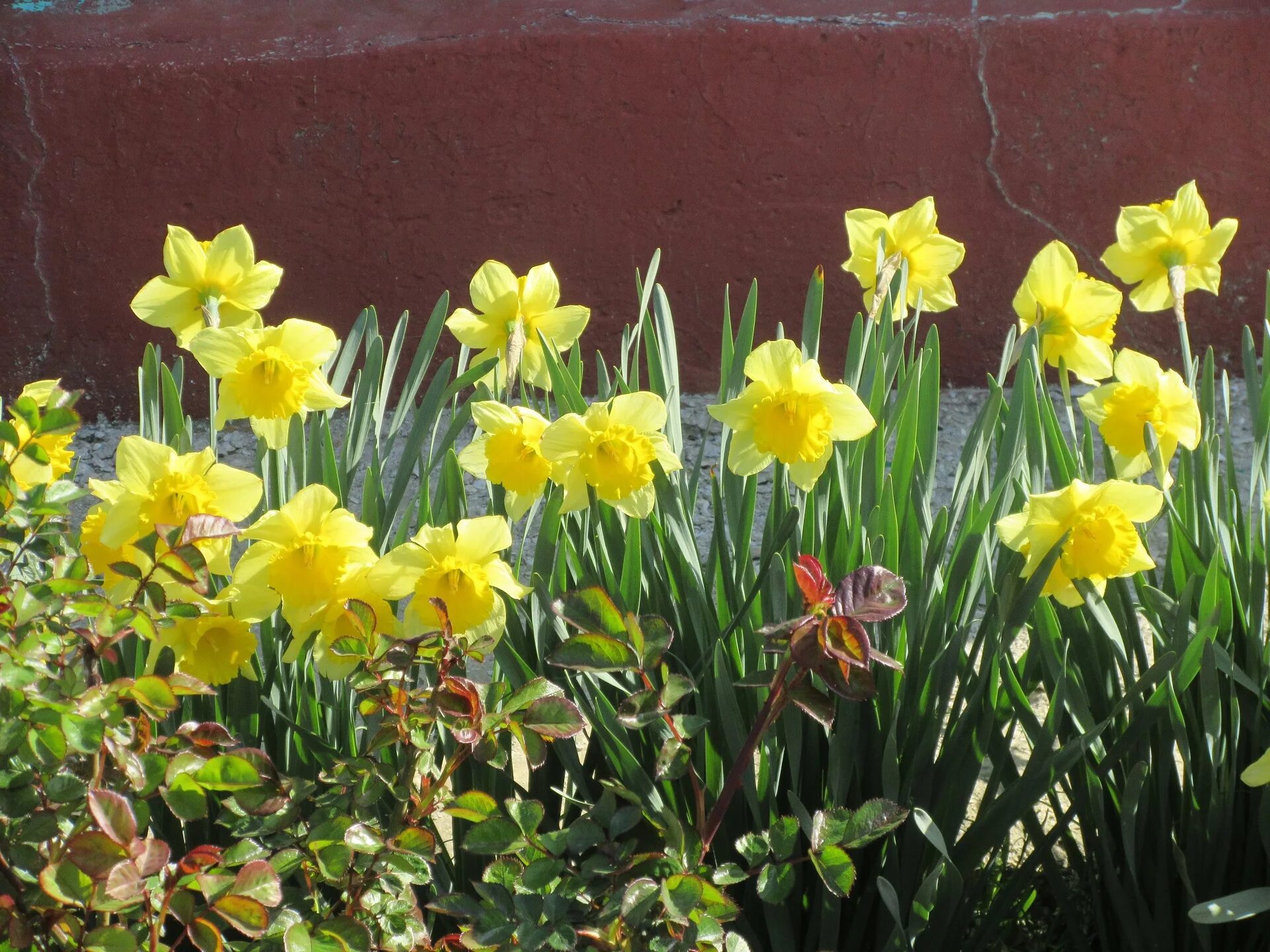 Нарциссы в апреле. Лазаревское апрель нарциссы. нарциссы на клумбе.