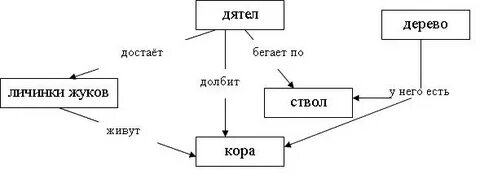 Древесина дятел пищевая цепь