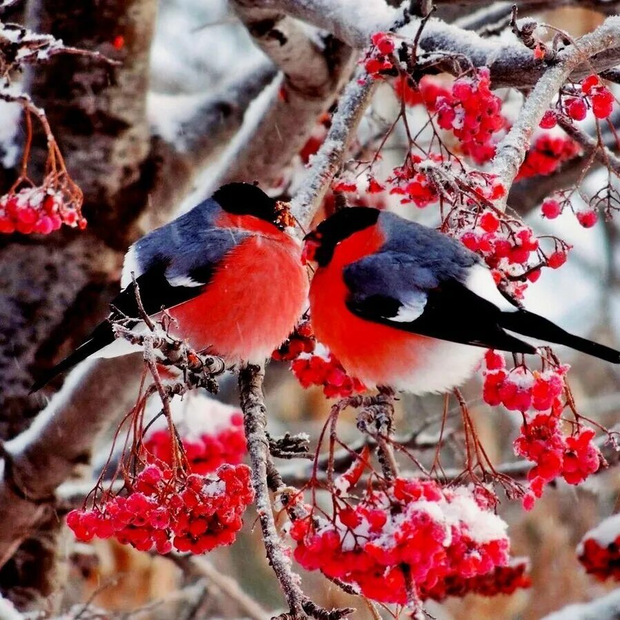 Снегирь рисунок. Снегирь и снегириха. Желтоспинный снегирь. Красногрудый снегирь. Пара снегирей.