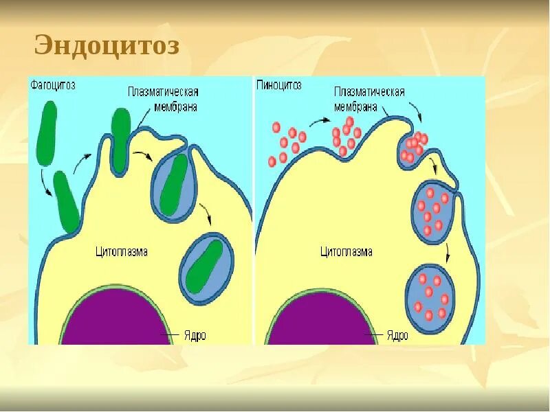 Фагоцитоз пиноцитоз эндоцитоз экзоцитоз. Фагоцитоз пиноцитоз эндоцитоз экзоцитоз ЕГЭ. Эндоцитоз структура клетки. Эндоцитоз процесс. Г эндоцитоз