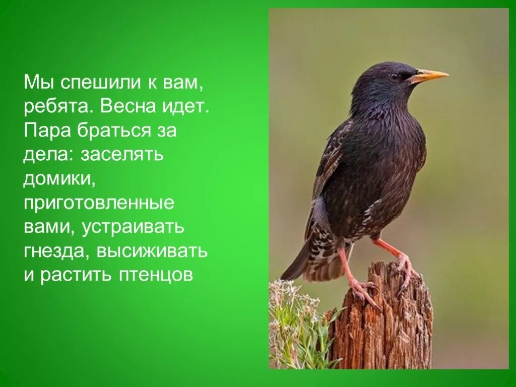 Рассказ про неперелетных птиц. Перелетные птицы рассказ детям. Интересные факты о перелетных птицах для дошкольников. Перелетные птицы. Проект перелетные птицы.