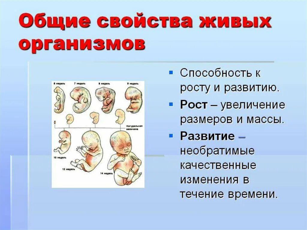 Развитие свойство живых организмов. Рост и развитие живых организмов. Свойства живого рост и развитие. Рост и развитие свойства организмов.