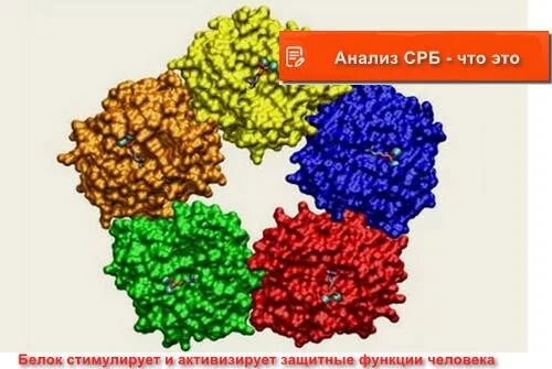 С-реактивный белок. Функции СРБ. С-реактивный белок высокочувствительный. С-реактивный белок 27. С реактивный белок 50 у мужчин