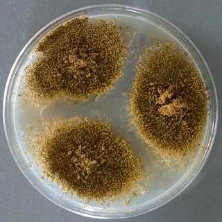 Плесневые грибы aspergillus
