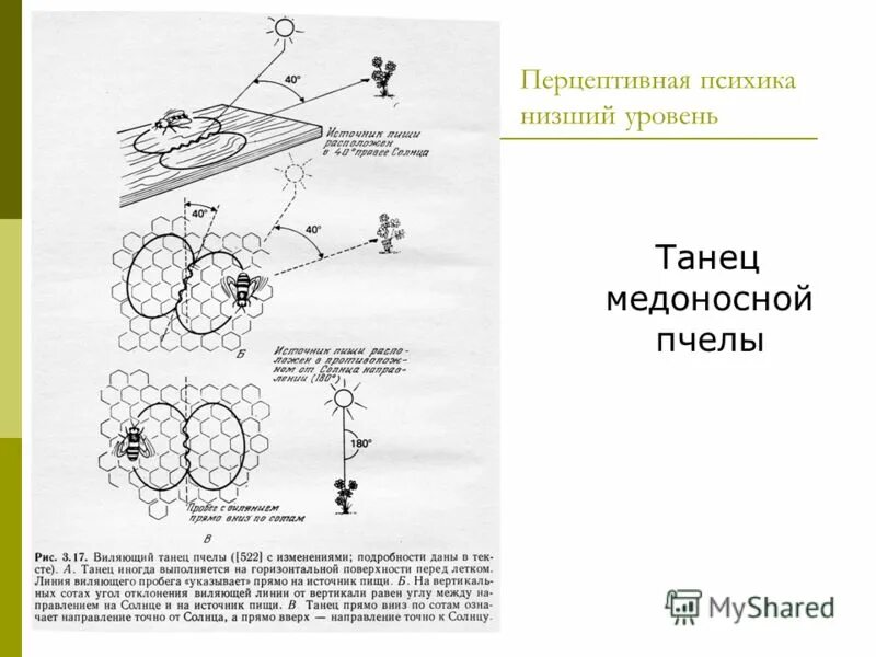 перцептивная психика уровни