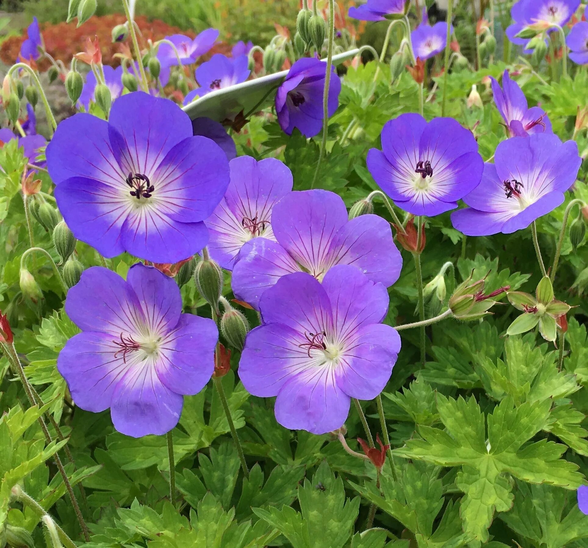 Герань Розанна. Герань гибридная Rosanna. Герань гибридная "Geranium 'Rozanne". Герань гибридная сорт Розанна.