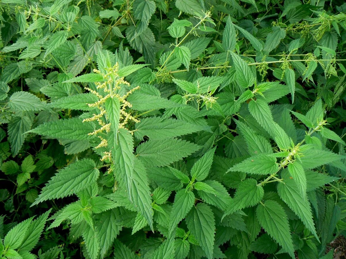 Крапива жгучее растение. Крапива двудомная (Urtica dioica). Крапива двудомная (Urtica dioica l.). Крапива двудомная (Urtíca dióica). Крапива двудомная Urtíca dióica цветы.