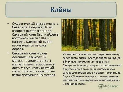 Клен имеет для канадцев особое значение впр