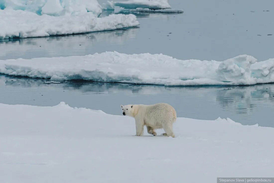 На льдах какого залива обитают белые. Белый медведь хозяин Арктики. Ареал обитания белых медведей. Среда обитания белого медведя. Белые медведи в Арктике.