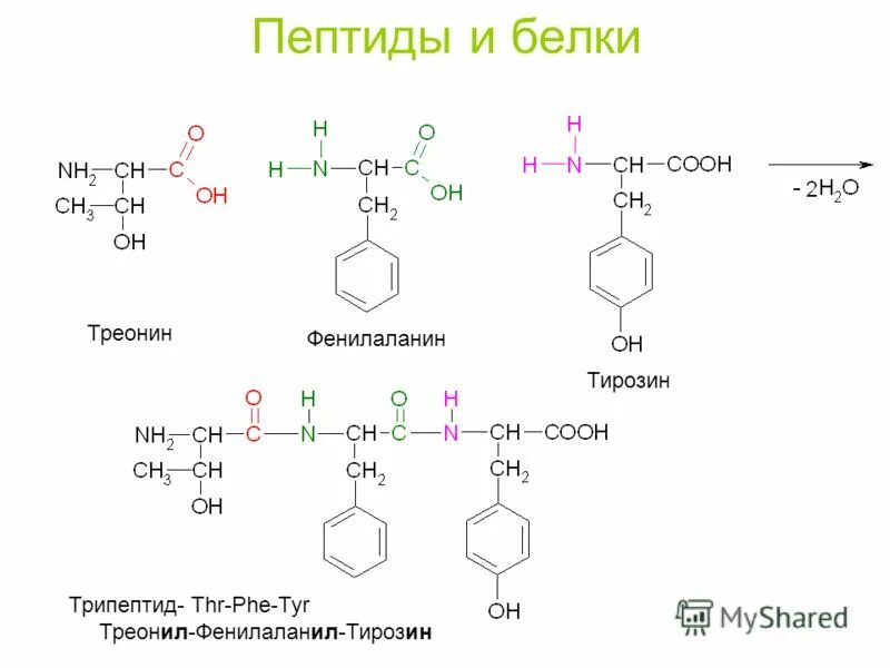 Полипептиды пептиды аминокислоты. Пептиды презентация. Белок аминокислота пептид полипептид. Пептид олигопептид полипептид. Понятие о полипептидах.