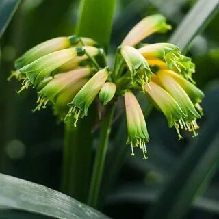 Plants co