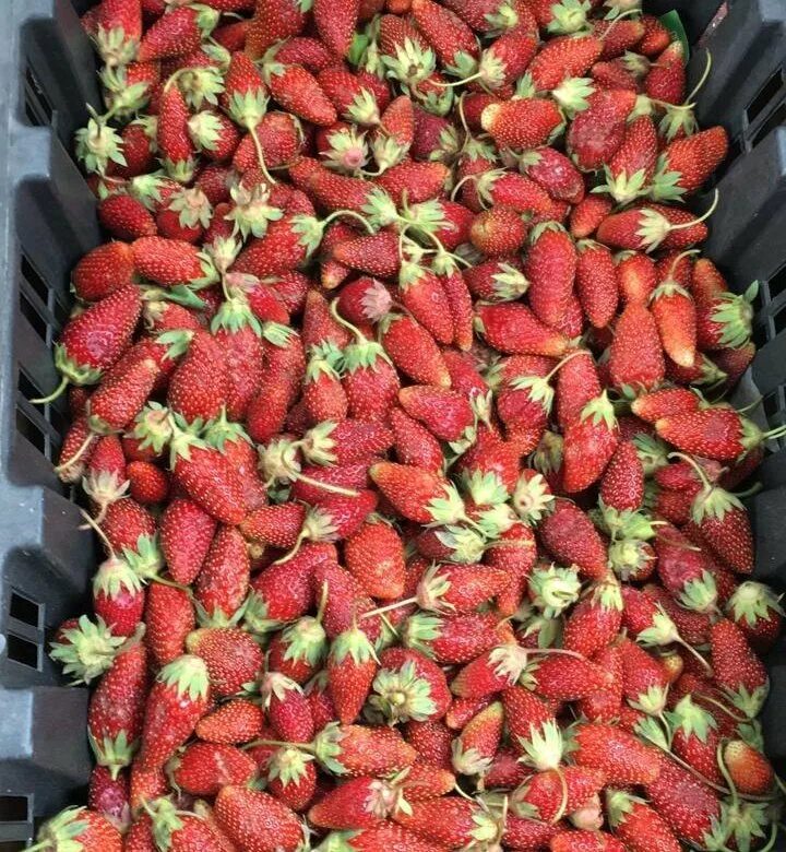 мелкая клубника. доска разделочная пластиковая с рисунком клубники. клубника голландская ремонтантная. виктория ремонтантная сорта. земляника садовая орлец.