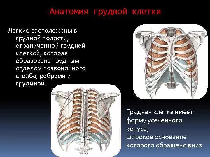 Лучевая анатомия органов грудной полости. Грудная клетка анатомия. Легкие в грудной клетке анатомия. Топография грудной полости.