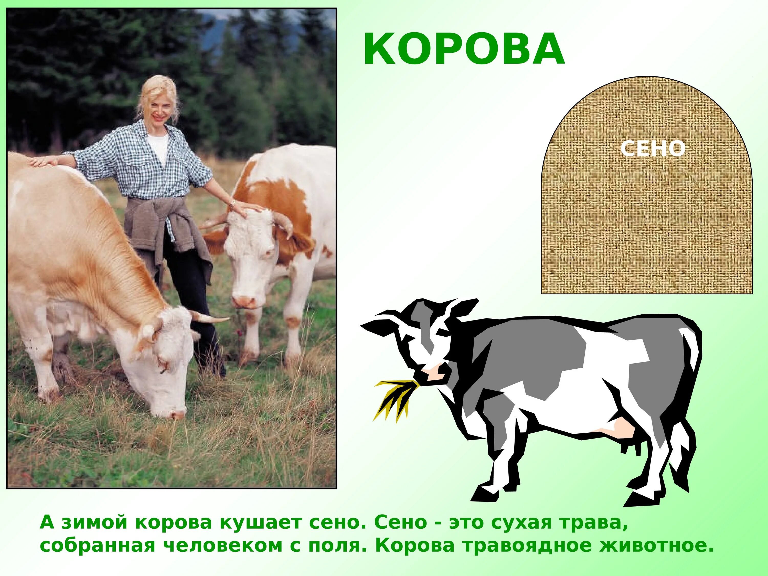 Сколько давать корове сена. Корова травоядная. Корова травоядное животное. Сена корове на зиму. Сено для коров.