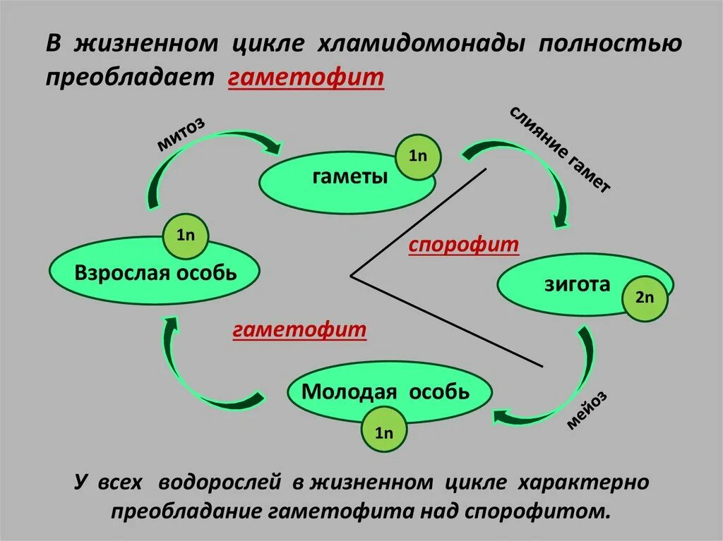 Преобладание спорофита в жизненном. В жизненном цикле преобладает гаметофит. В жизненном цикле преобладает спорофит. В жизненном цикле преобладает спорофит водоросли. В жизненном цикле гаметофит преобладает над спорофитом..