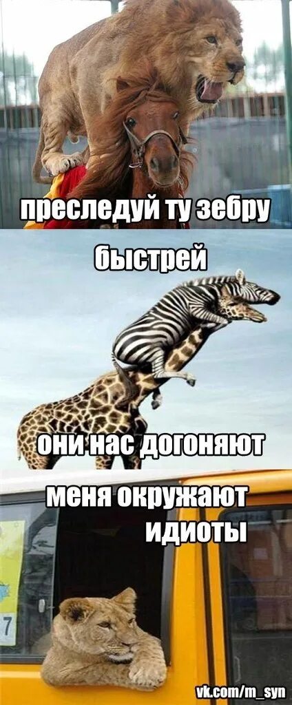 Меня окружают идиоты. Король лев шрам я окружен идиотами. Шрам меня окружают идиоты. Я окружен идиотами. Я окружен идиотами.