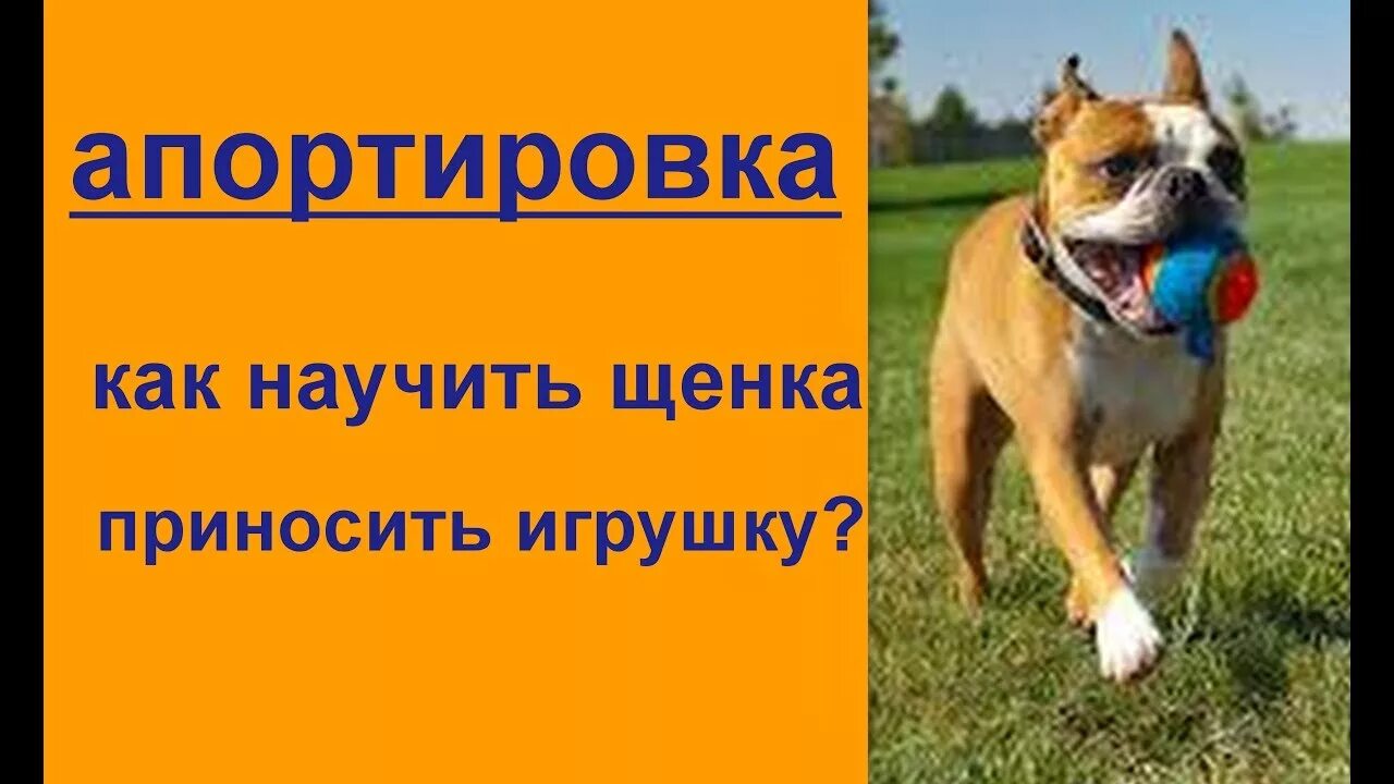 Как научить собаку команде принеси. Как научить приносить игрушку. Приучение ребенка. Как научить собаку выбирать предмет. Малыш на горшке.