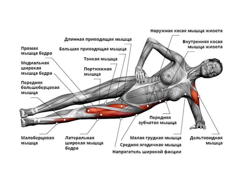 Боковая планка какие мышцы задействованы. Боковая планка какие мышцы. Упражнения для мышц живота. Упражнения на приводящие мышцы.