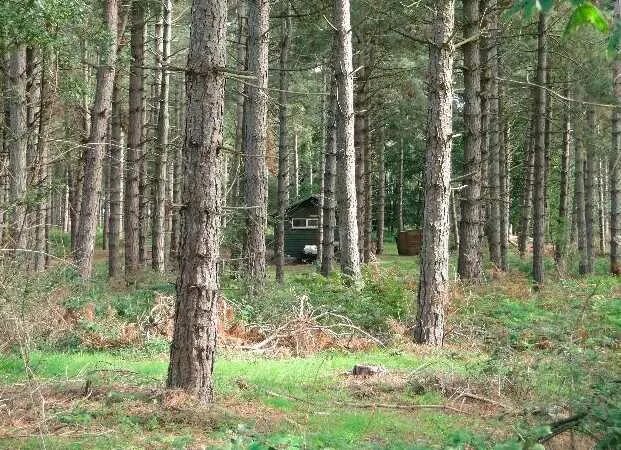 Лес был глухой. Глухой лес. Глухой дремучий лес. Дремучий лес. Лес фон.