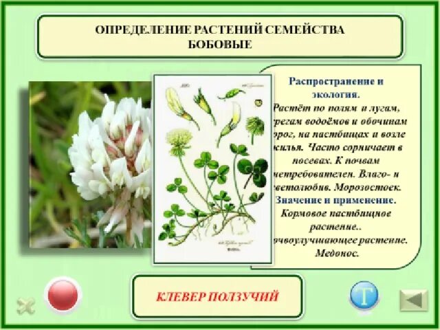 Растение семейства бобовых на букву а. Бобовые - донник белый. Растение семейства бобовых на букву а. Пузырник древовидный. Долихос вьющаяся сирень.