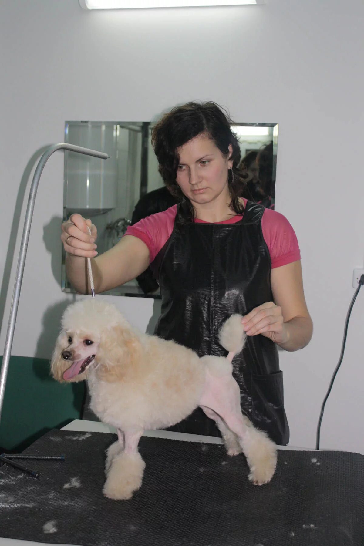 Грумер татьяна некрасова. Альфа дрессировка. Выучиться на грумера. Листовка груминг. Курсы грумера спб.