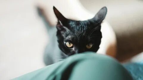 Кошка рядом