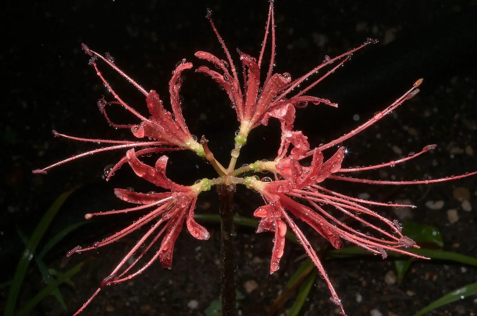 Frozen spider lily art
