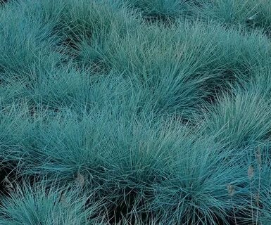Blue grass