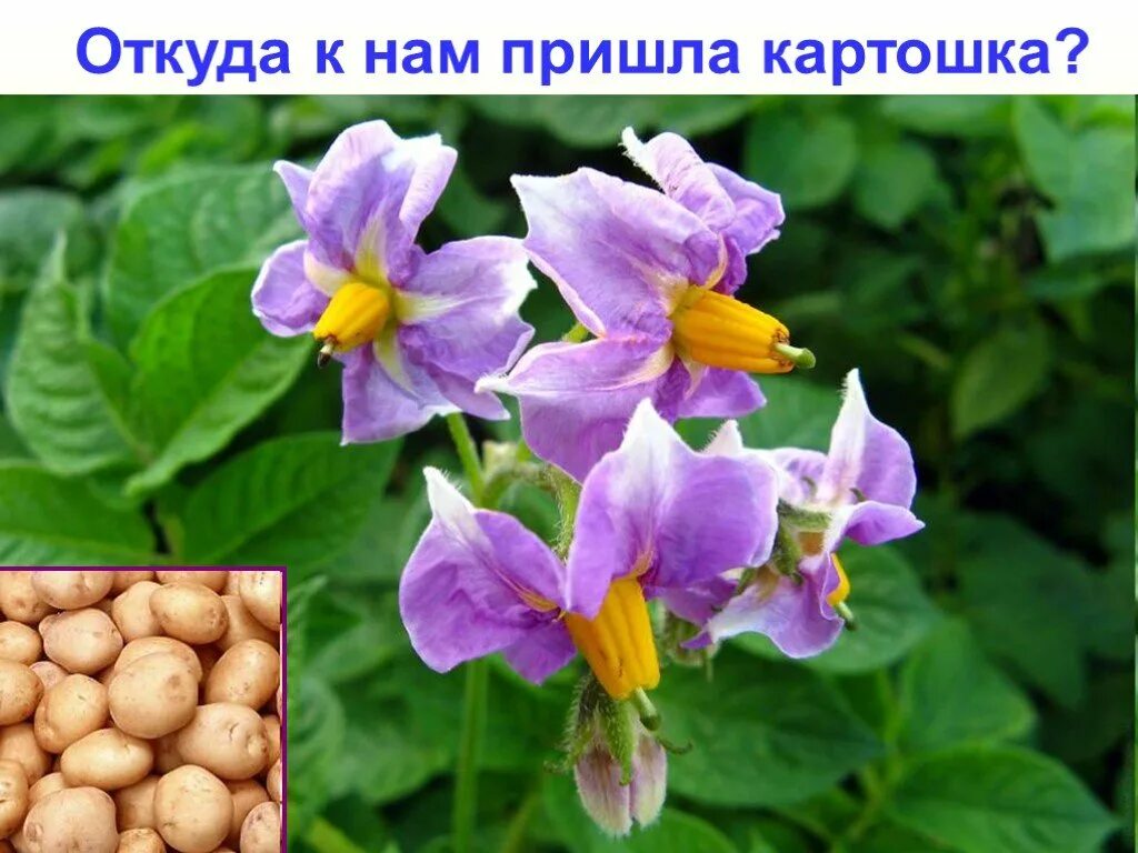 Семейство бобовых пасленовых. Бобовые и пасленовые. пасленовые розоцветные. бобовые и пасленовые 6 класс. картофель представитель пасленовых.