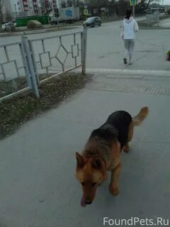 Животные бердск