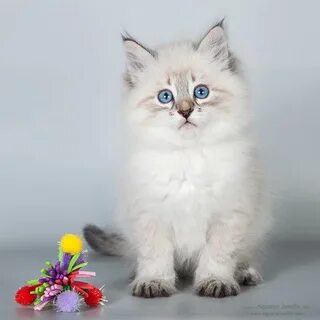 Кошка в нижнем