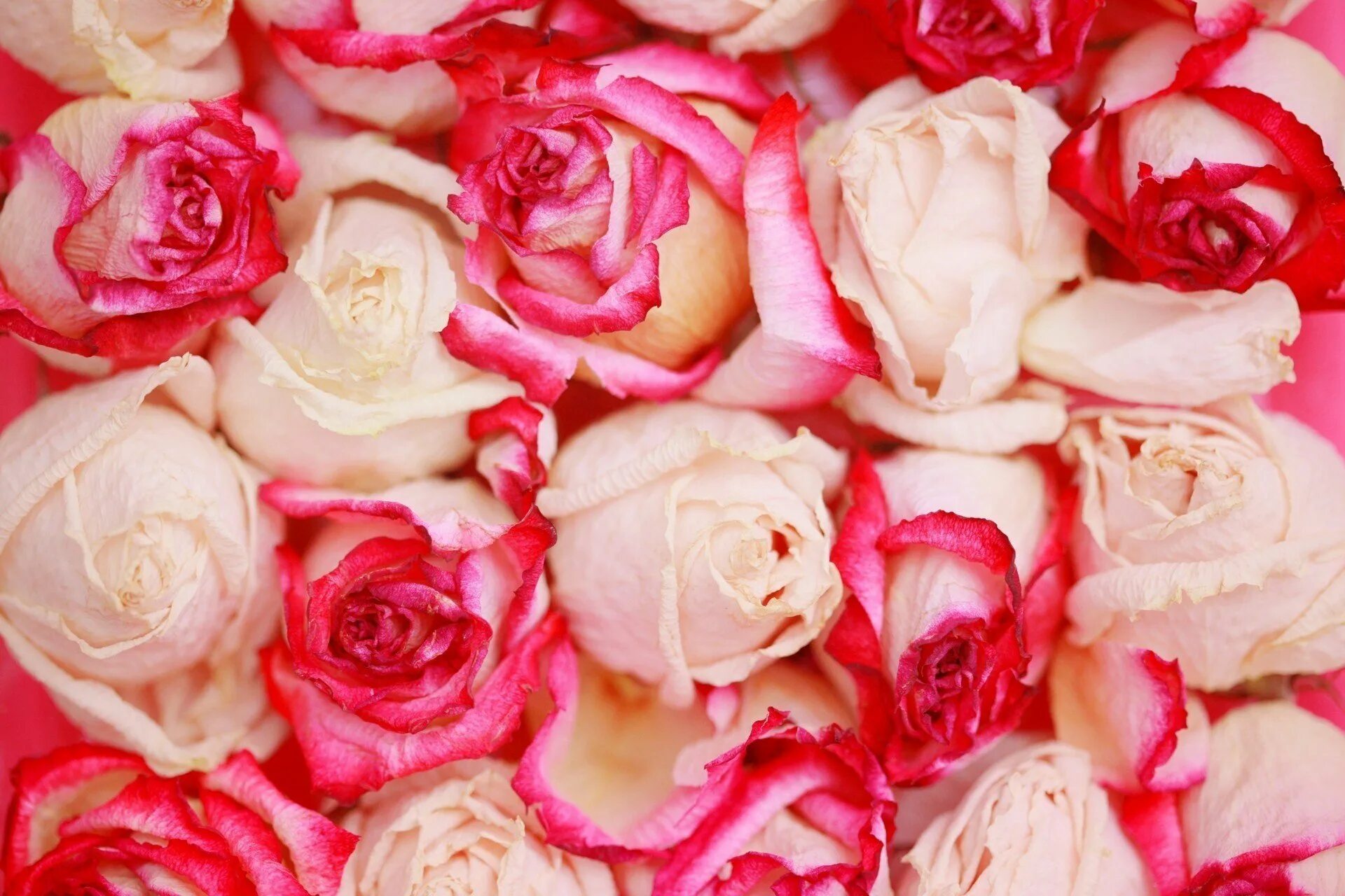 Rose background