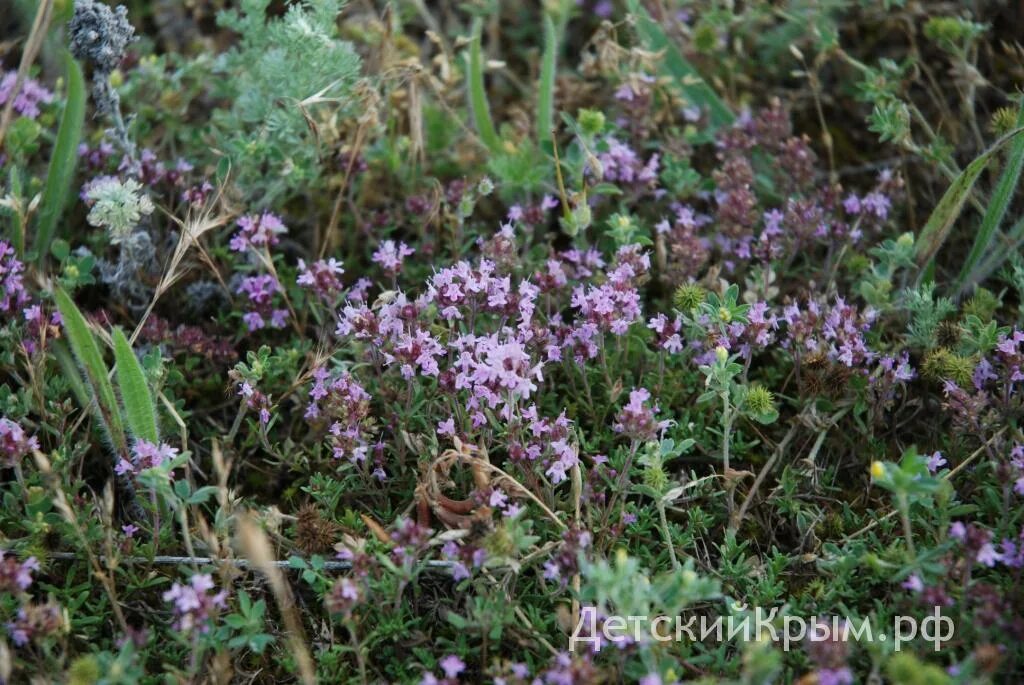 сбор трав с чабрецом.