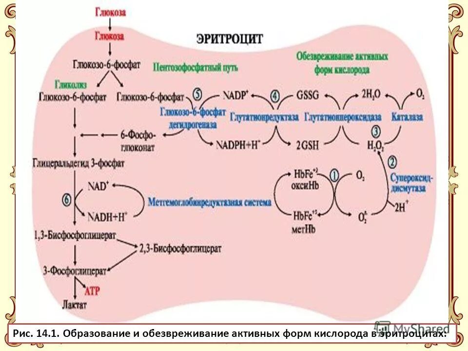Энергетика эритроцита. Роль нейтрофилов в организме. Источник энергии для эритроцитов. Особенности обменных процессов в эритроцитах. Особенности метаболизма эритроцитов.