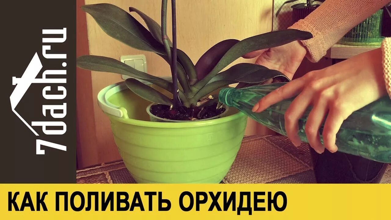 Как поливать орхидею видео. Как поливать орхидею. как часто нужно поливать орхидею. режим полива орхидеи. режим полива фаленопсис.