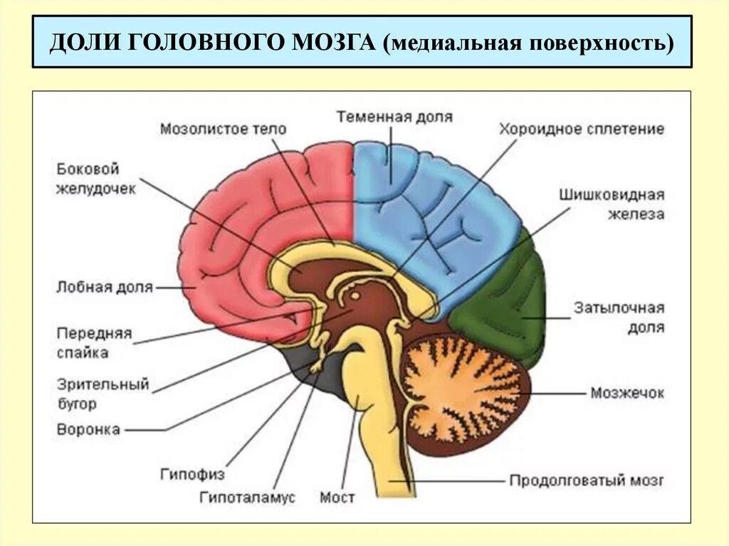 Окружающий мир головной мозг. Отделы головного мозга анатомия. Схема строения головного мозга. Головной мозг строение и функции. Функции отделов головного мозга анатомия.