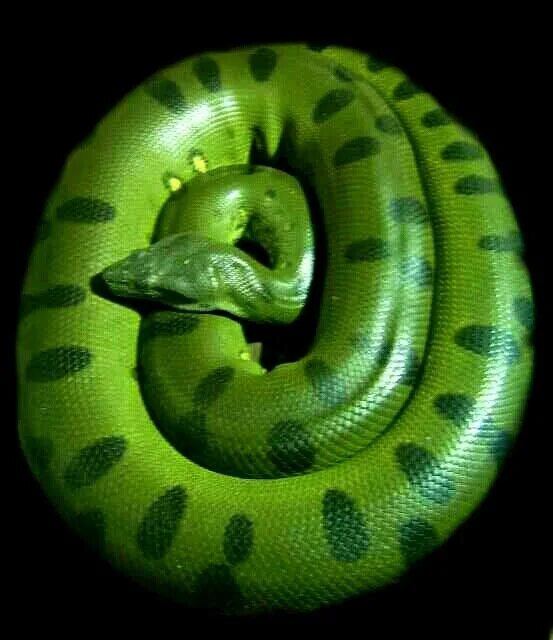 Anaconda común Zoo Barcelona