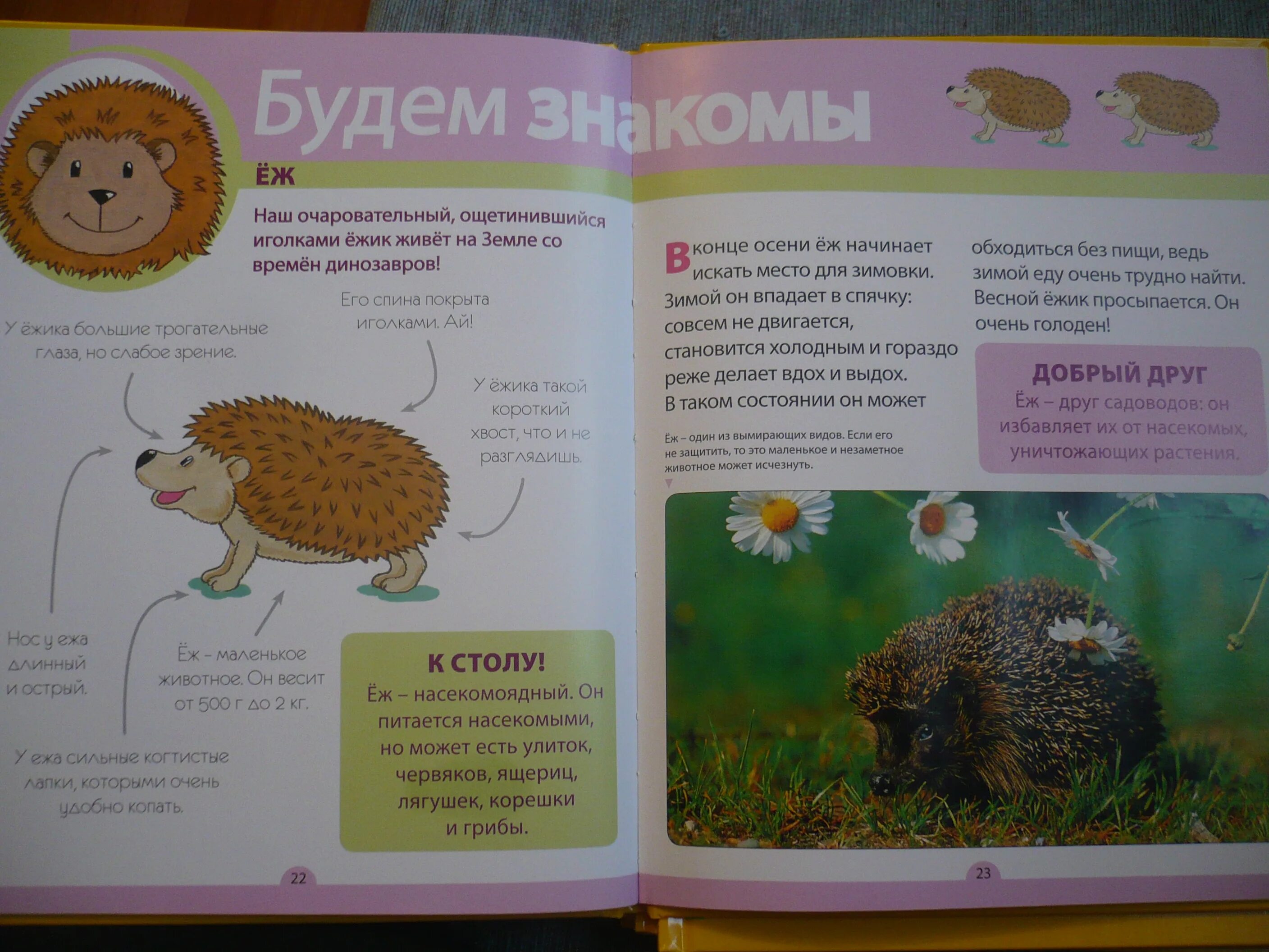 Серия книг приключения ани и антона. Моя веселая азбука журнал. А б в г д е ж прикатили на еже. Алфавит и буквы. Картинка мамина азбука.