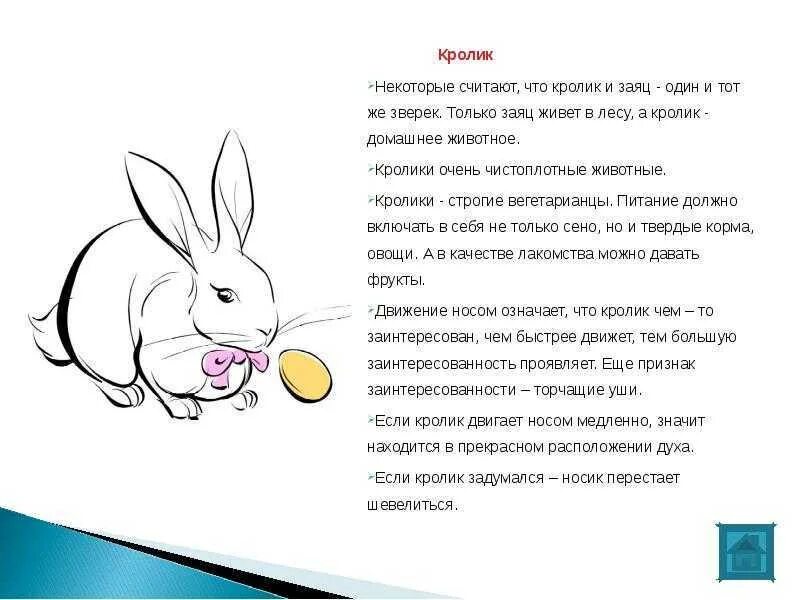 Как переводится rabbit