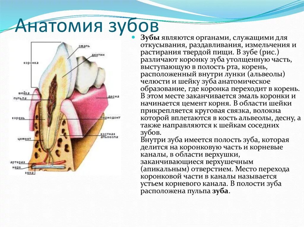 Как образуются зубы. Как образуются зубы