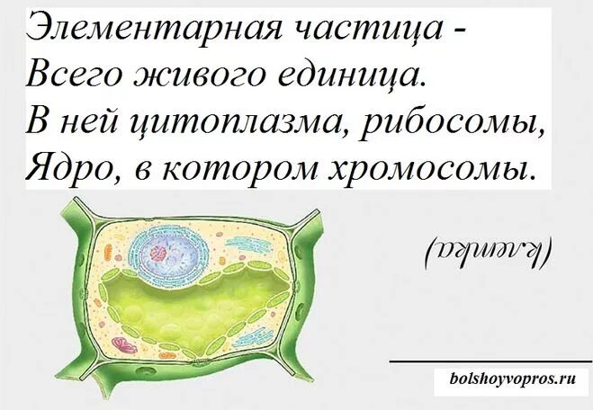 Загадки про клетку по биологии. Загадка про клетку. Стих про клетку. Загадка о клетке по Биол. 5 загадок по биологии