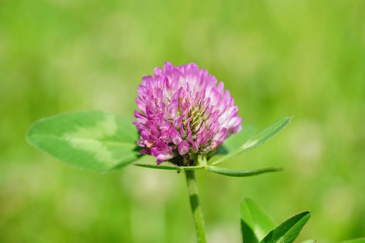 Клевер покрытосеменной. Клевер красный (Trifolium Rubens). Клевер Луговой гибридный ползучий. Клевер Луговой - Trifolium pratense l. Клевер ползучий Клевер Луговой Клевер гибридный.